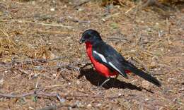 Image of Crimson-breasted Gonolek