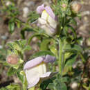 Image of Antirrhinum molle L.