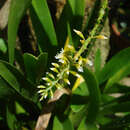 Image of Triangular fly orchid