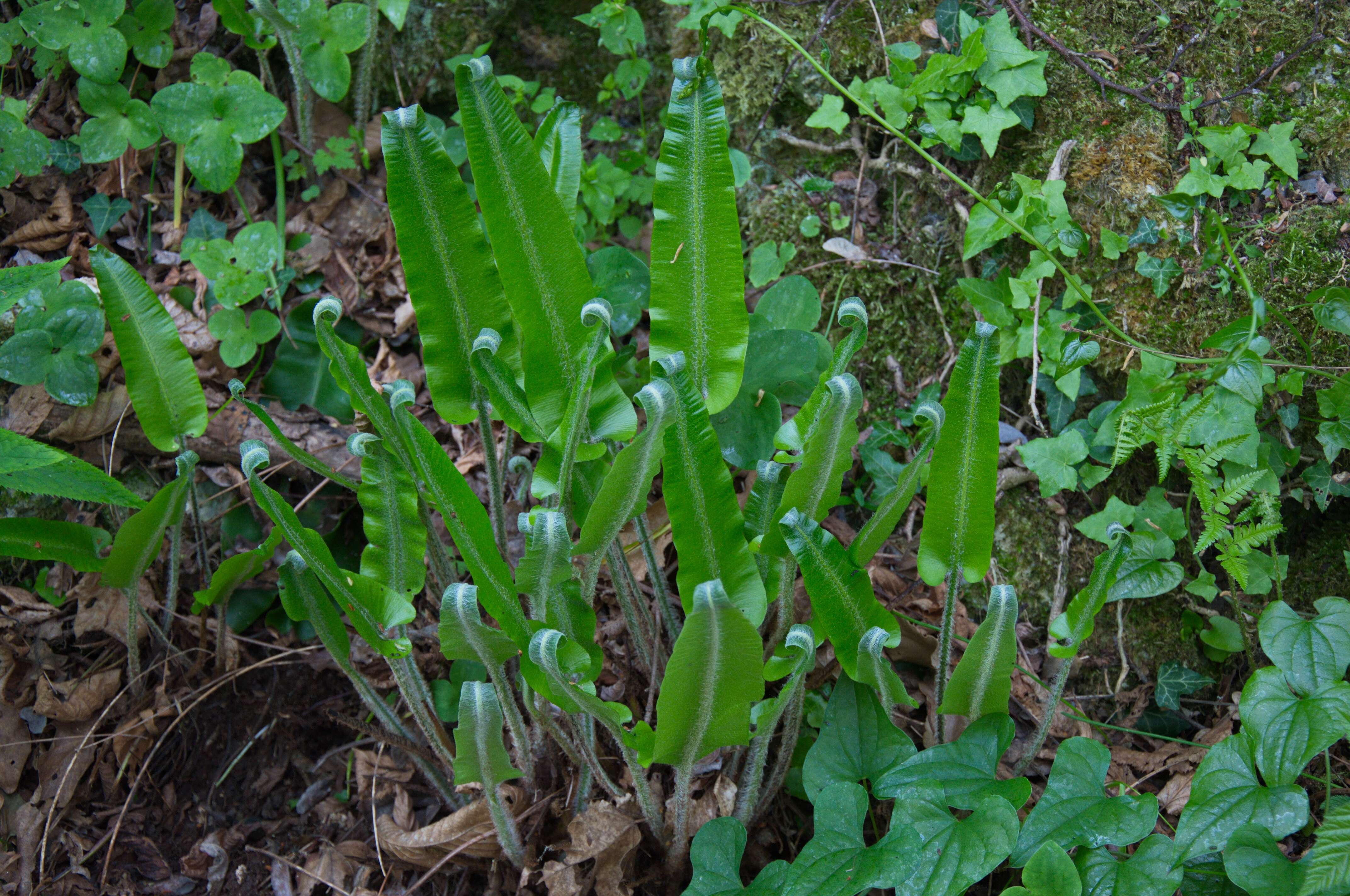 Image of Hart's tonguefern