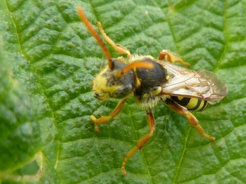 Image of Nomada goodeniana (Kirby 1802)