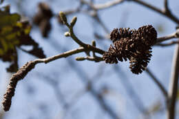 Image of Andean Alder