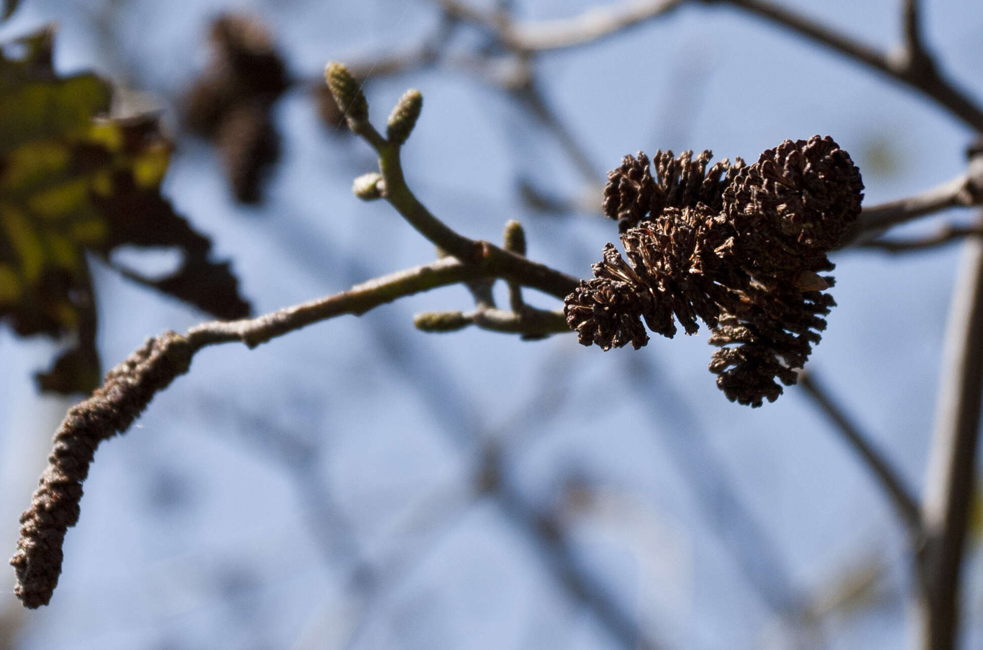 صورة Alnus acuminata Kunth