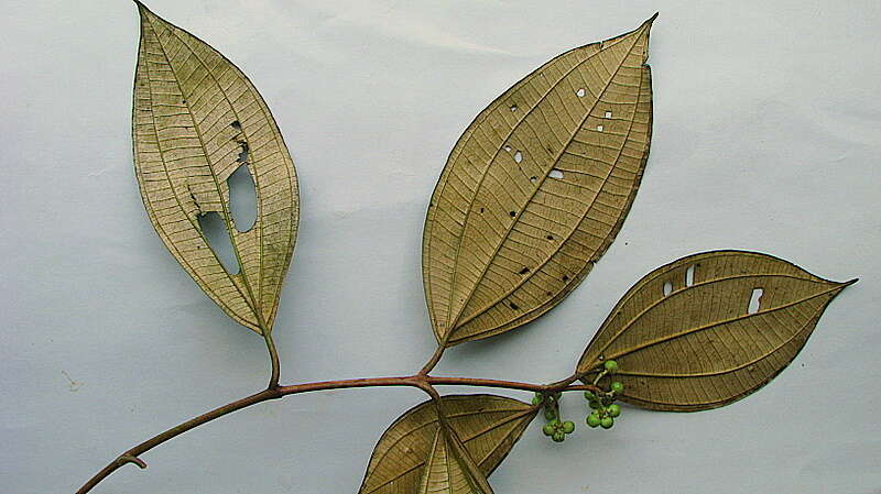 Image of Miconia holosericea (L.) DC.