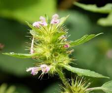 Image of hempnettle