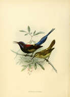 Aethopyga saturata (Hodgson 1836) resmi