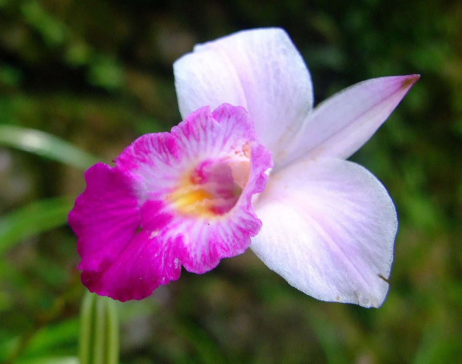 Image of Bamboo orchid