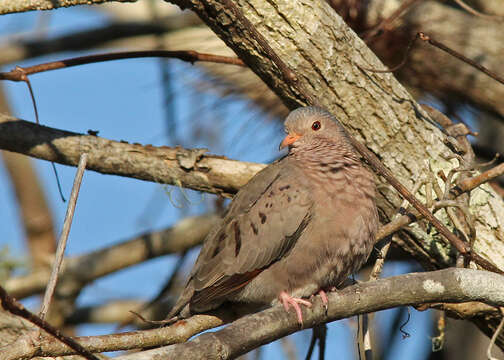 Image of Common Ground Dove