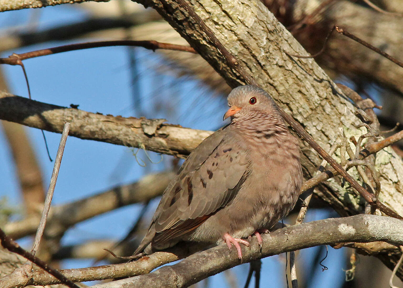 Image de Columbina Spix 1825