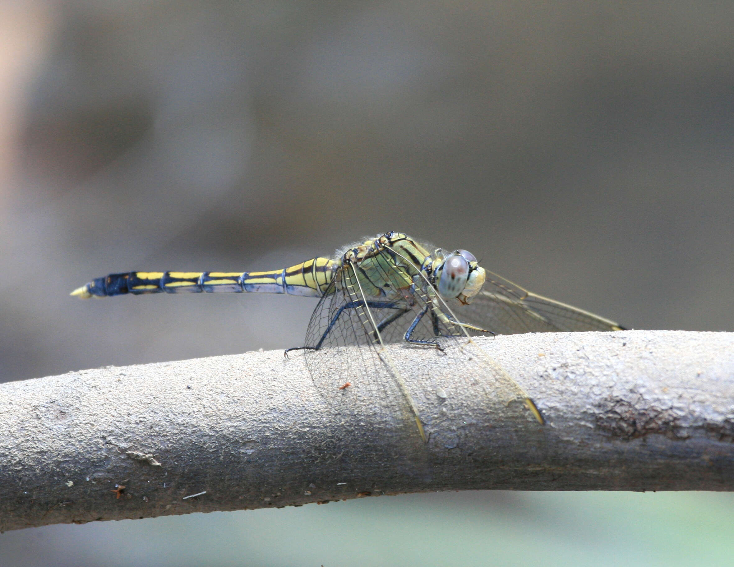 Image of Skimmers (Dragonflies)