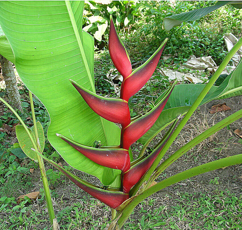 Image of Heliconia orthotricha L. Andersson