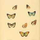 Image of Dynamine racidula Hewitson 1852
