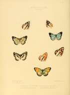 Image of Dynamine racidula Hewitson 1852