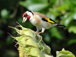 Imagem de Carduelis Brisson 1760