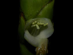 صورة Werauhia gladioliflora (H. Wendl.) J. R. Grant