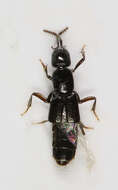 Image of Gyrohypnus