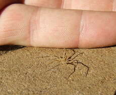 Image of philodromid crab spiders