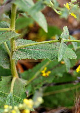 Image of wavyleaf mullein