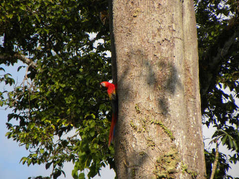 Imagem de Lecythis mesophylla S. A. Mori