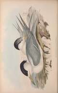 Image of Thalasseus bengalensis torresii Gould 1843