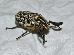 Image of Lined June Beetles