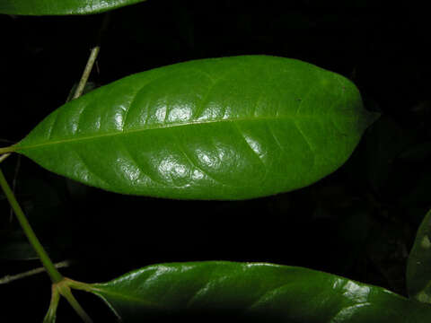 Image of Lophanthera hammelii W. R. Anderson