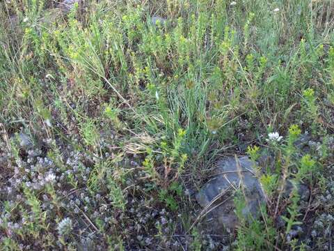 Imagem de Lomatium bicolor (S. Wats.) Coult. & Rose