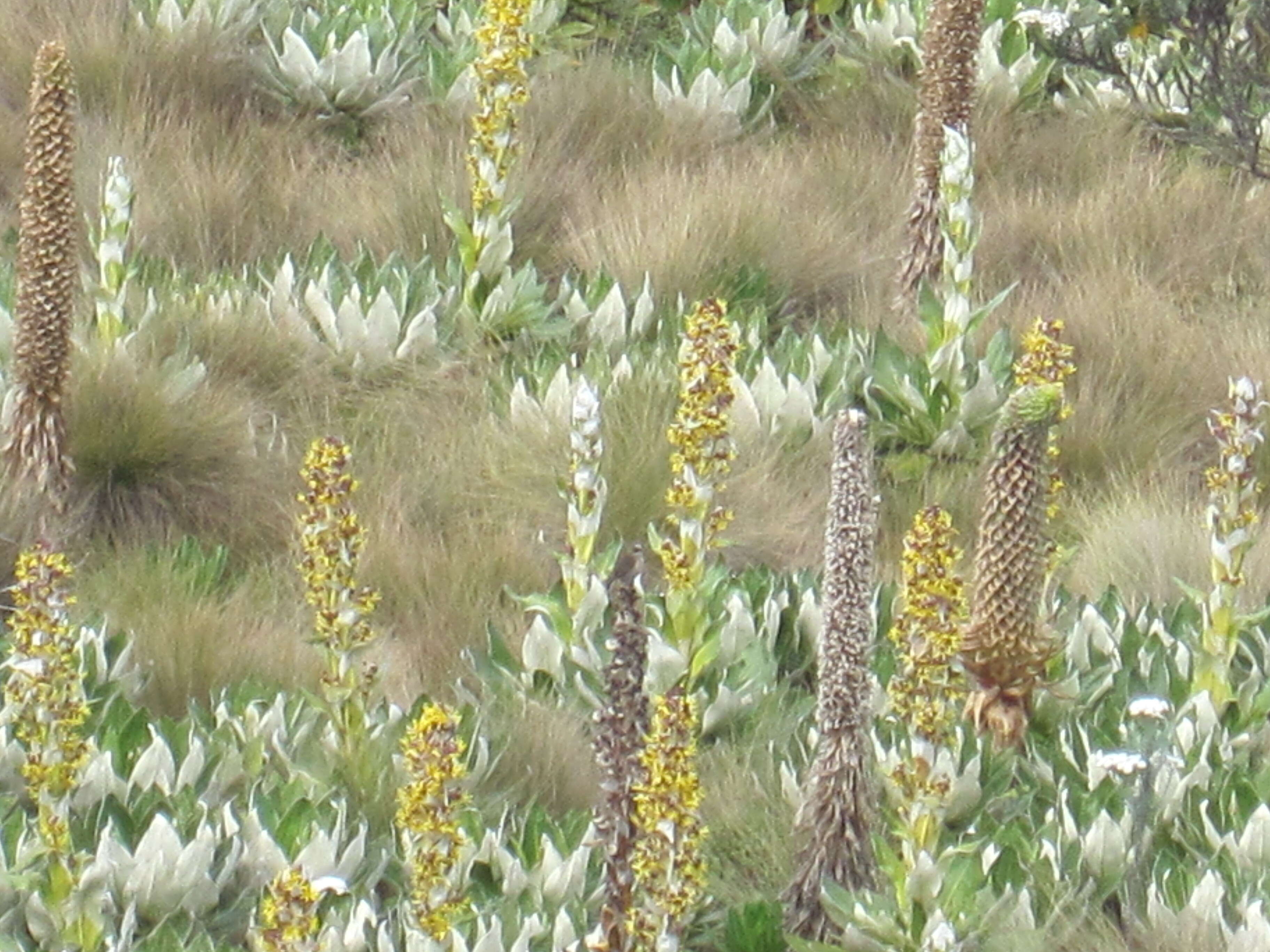 Image de Lobelia gregoriana Baker fil.