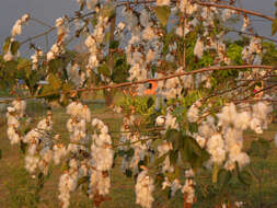 Image of upland cotton