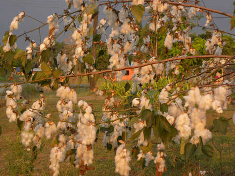 Image of upland cotton