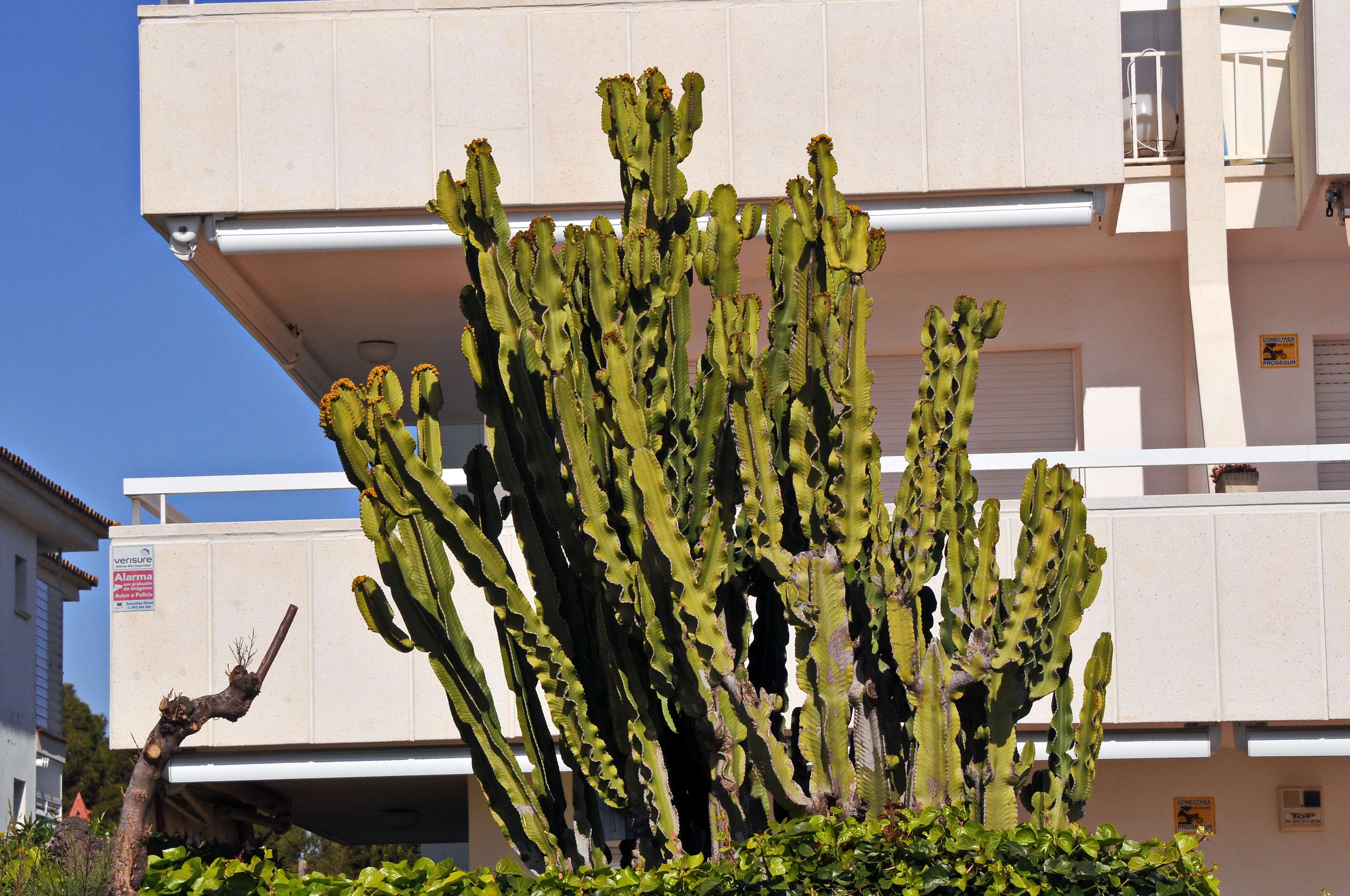 Image of Common Cadelabra tree