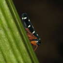 Image of Pegogonia rufipes (Fabricius 1803)