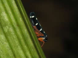 Image of Pegogonia rufipes (Fabricius 1803)