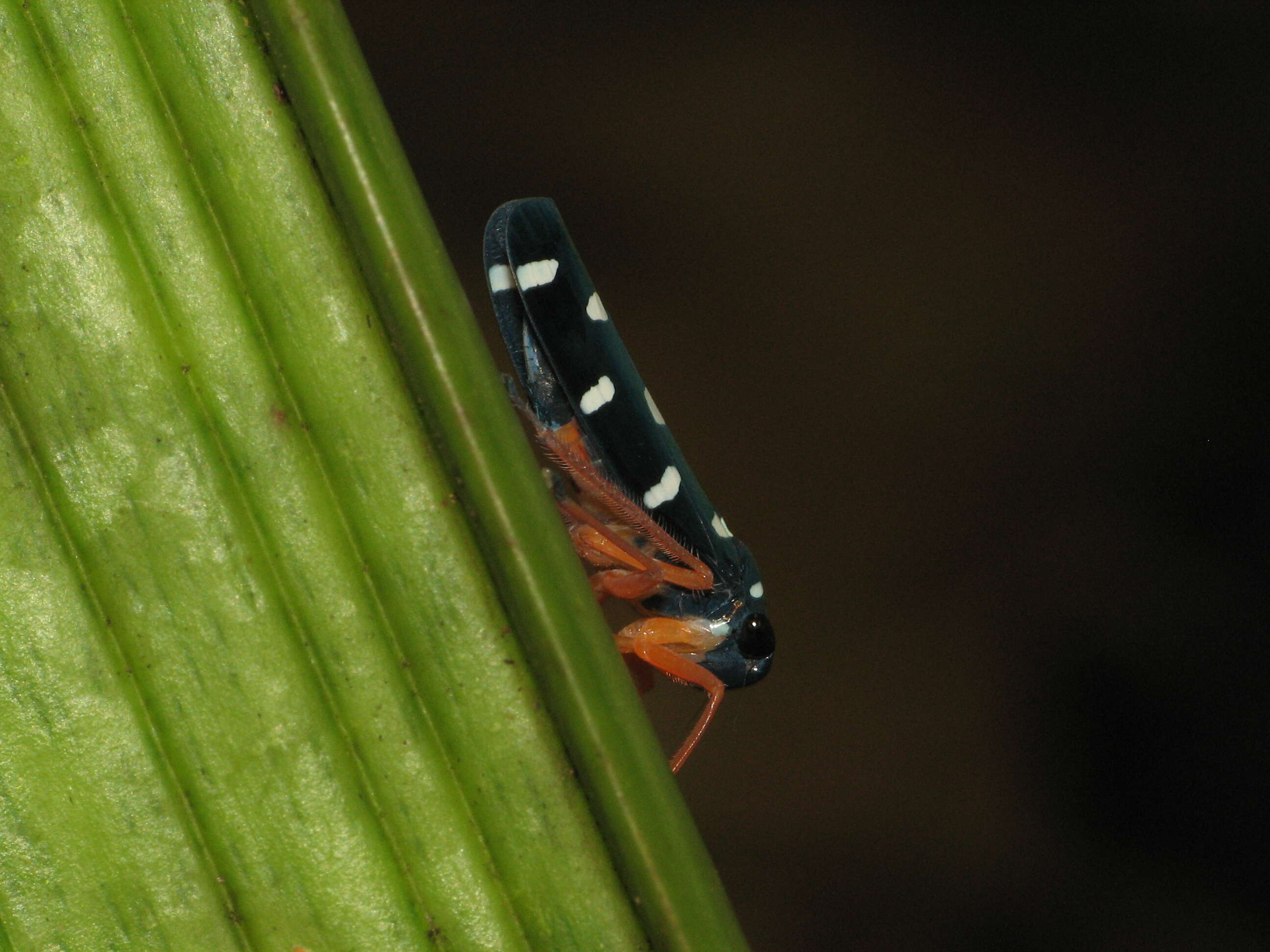 Image of Pegogonia rufipes (Fabricius 1803)