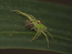 Image of Translucent Green Jumpers