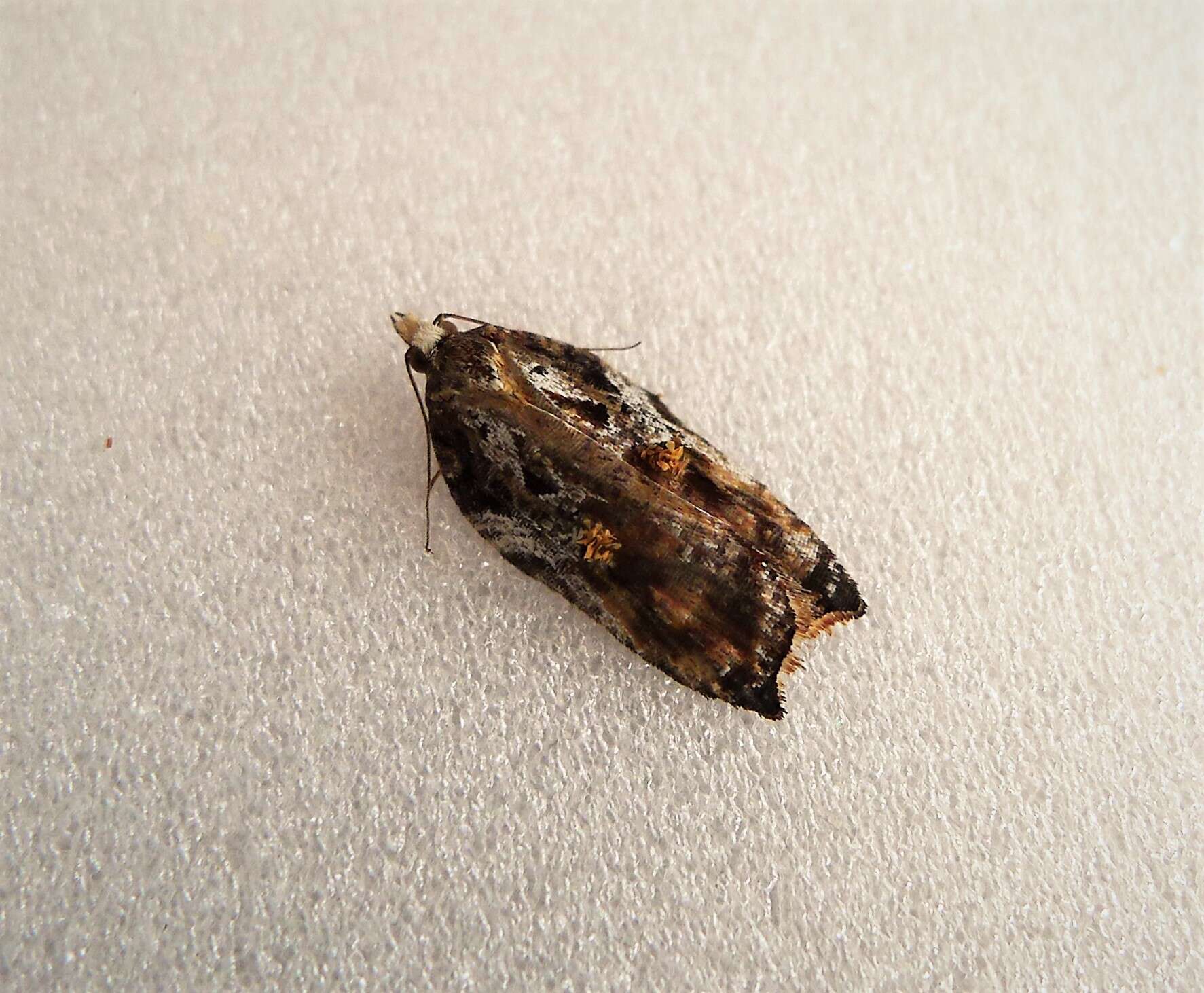 Image of Acleris cristana Denis & Schiffermüller 1775