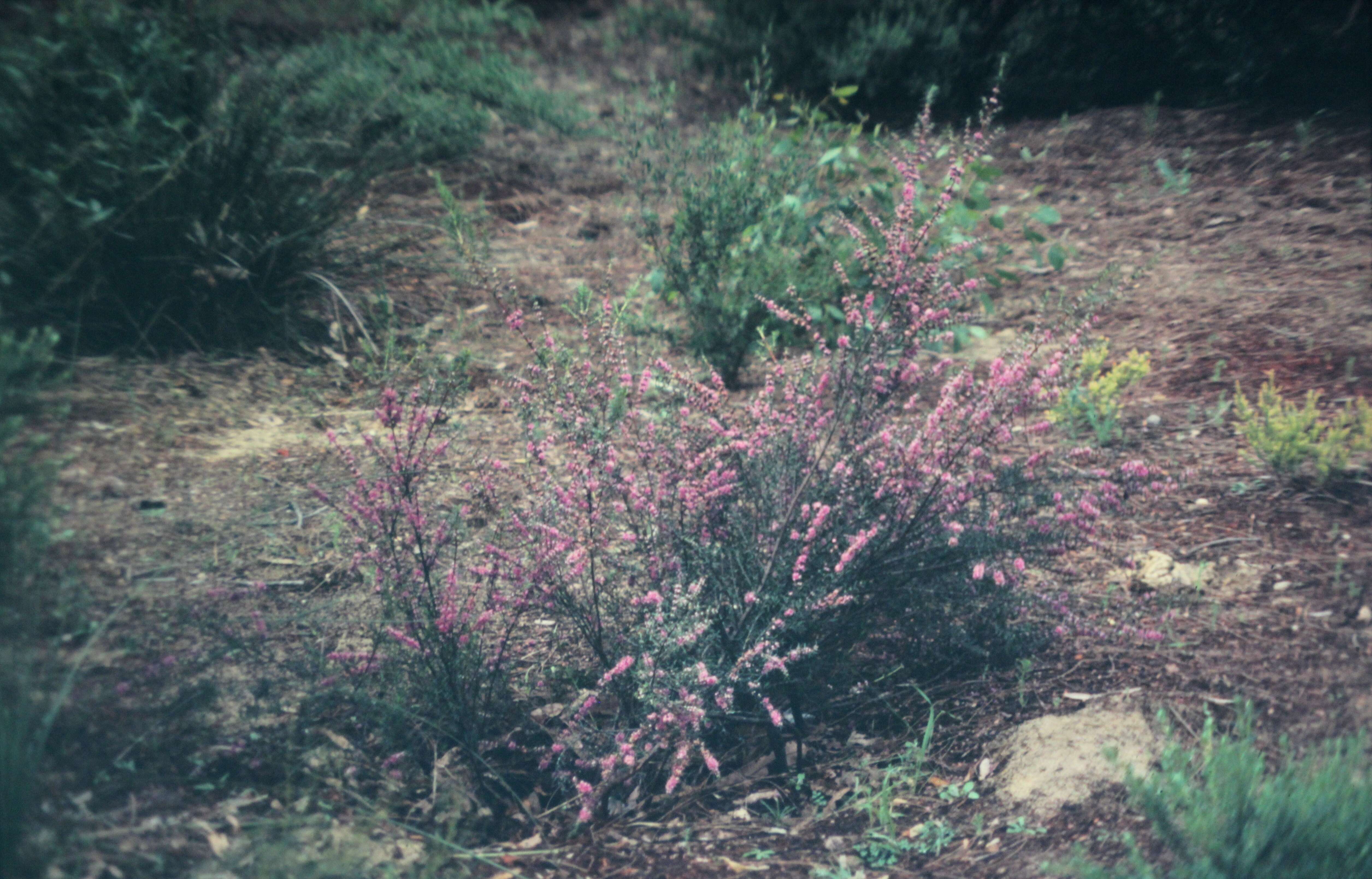 صورة Hypocalymma robustum (Endl.) Lindl.