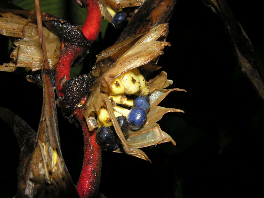 Image of Heliconia trichocarpa G. S. Daniels & F. G. Stiles