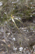 Image of Fawn spider orchid