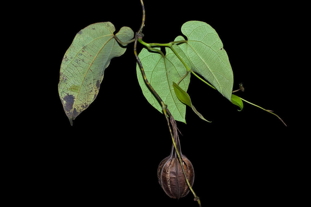 Image of Florida dutchman's pipe