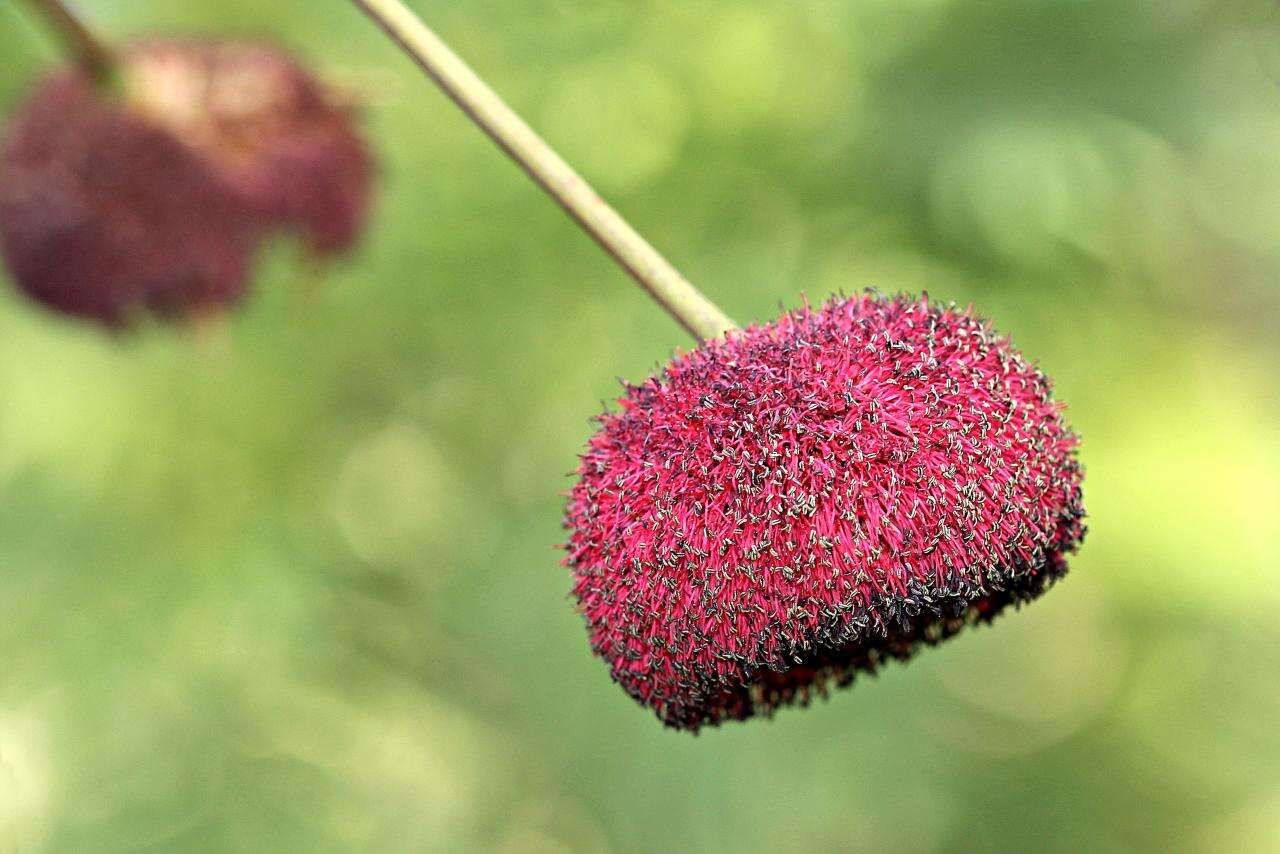 Imagem de Parkia platycephala Benth.