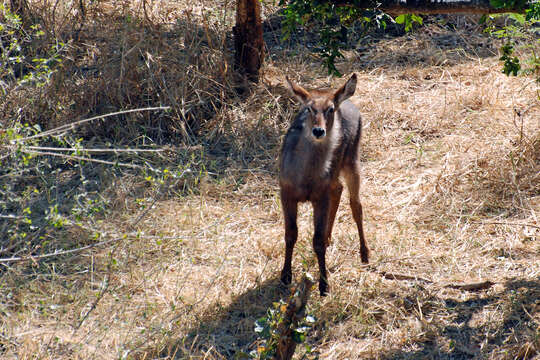 Image of Reduncinae