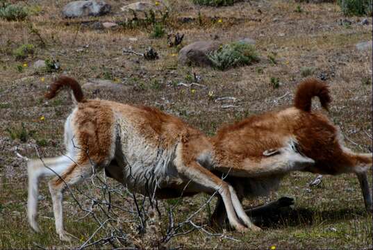 Image de guanaco