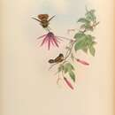 Imagem de Lophornis helenae (Delattre 1843)