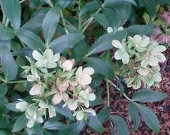 Image of Hellebore