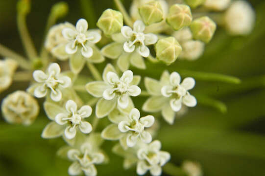 Image of whorled milkweed