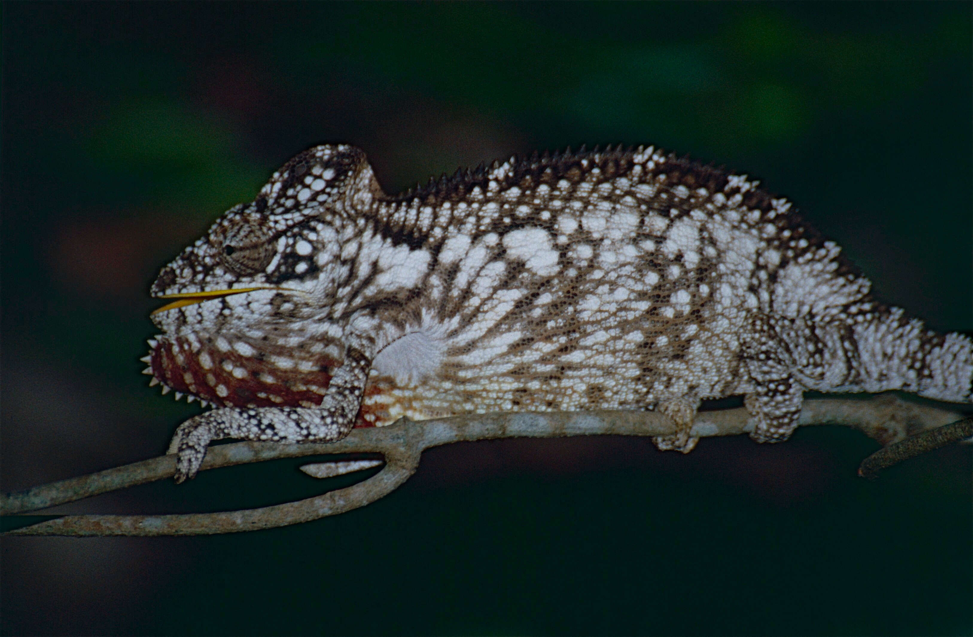 Image of Malagasy chameleons