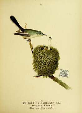 Image of Polioptila Sclater & PL 1855