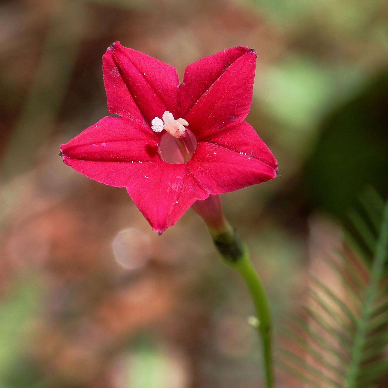 Image of Cypress Vine