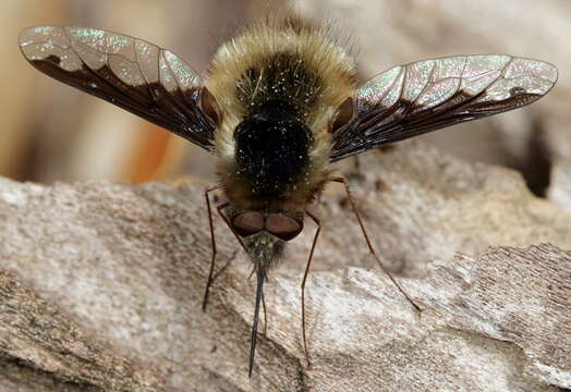 Image of Bombylius